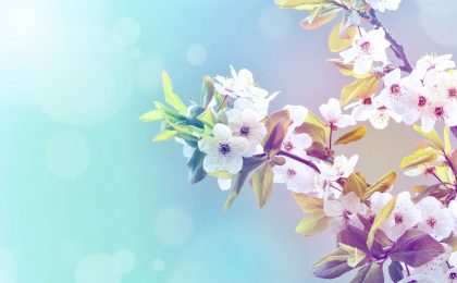 primavera